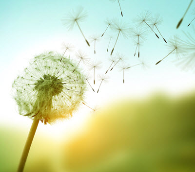 individual therapy page calming photo